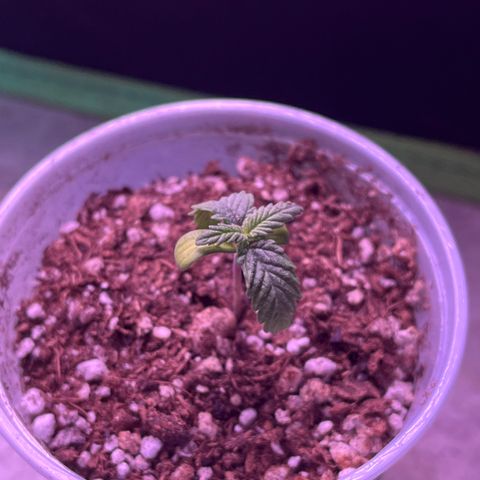 Durban Poison growlog photo: Cotilédones amanheceram amarelados, início de algumas intervenções para encontrar o motivo.
Overwater ou underfert são as minhas desconfianças.