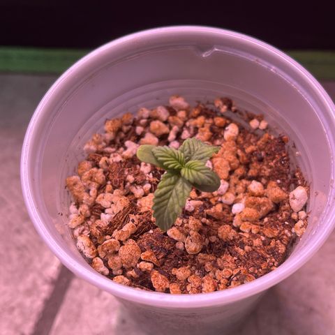 Gorilla Gold growlog photo: Folhas também começaram a apresentar um tom de verde mais claro, realmente parece underfert nesse ciclo.
