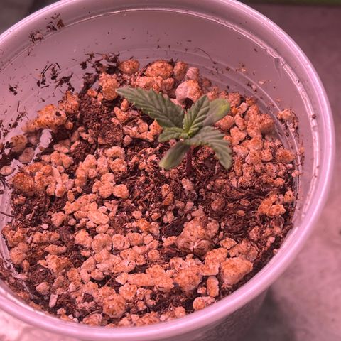 Gorilla Jack growlog timeline photo
