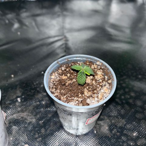 Durban Poison growlog photo: Aparentemente o problema dela era excesso de água. Voltou a se desenvolver, folha quase duplicou de tamanho em um dia 