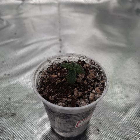 Durban Poison growlog photo: Aparentemente o problema dela era excesso de água. Voltou a se desenvolver, folha quase duplicou de tamanho em um dia 