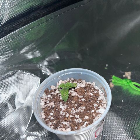 Gorilla Gold growlog timeline photo