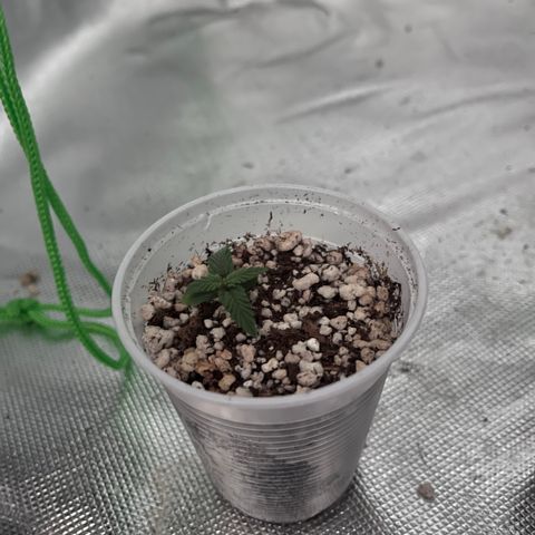 Gorilla Jack growlog timeline photo