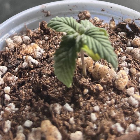 Durban Poison growlog timeline photo