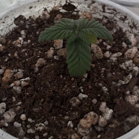 Durban Poison growlog timeline photo