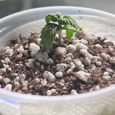 Gorilla Gold growlog timeline photo