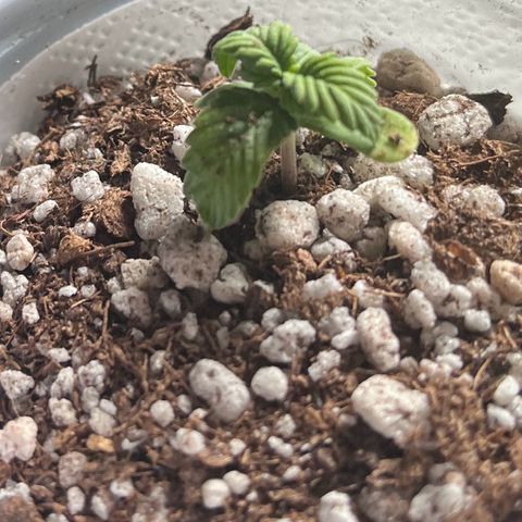 Gorilla Gold growlog timeline photo