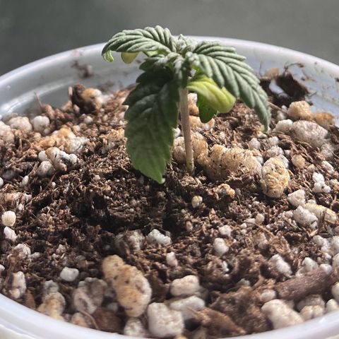 Durban Poison growlog timeline photo