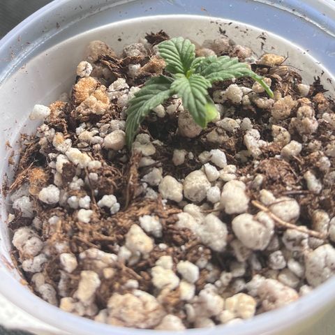 Gorilla Jack growlog timeline photo