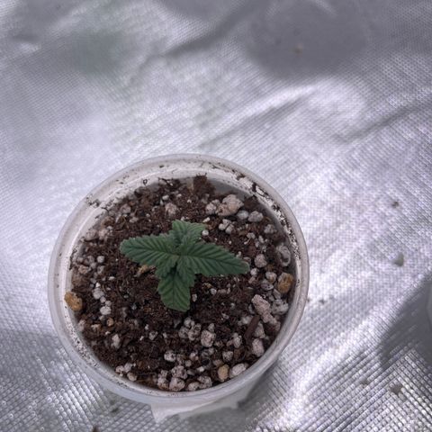 Durban Poison growlog timeline photo