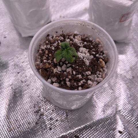 Gorilla Gold growlog timeline photo