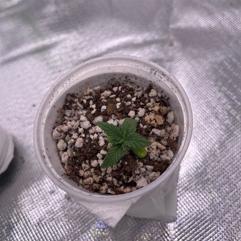 Gorilla Jack growlog timeline photo