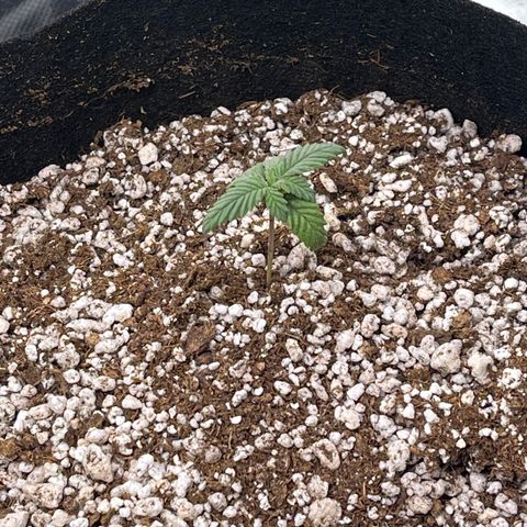 Durban Poison growlog timeline photo