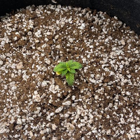 Gorilla Gold growlog timeline photo
