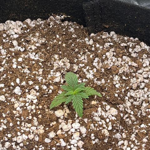 Gorilla Jack growlog timeline photo