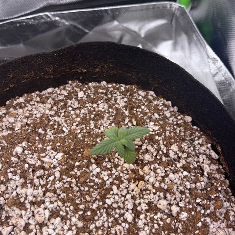 Durban Poison growlog timeline photo