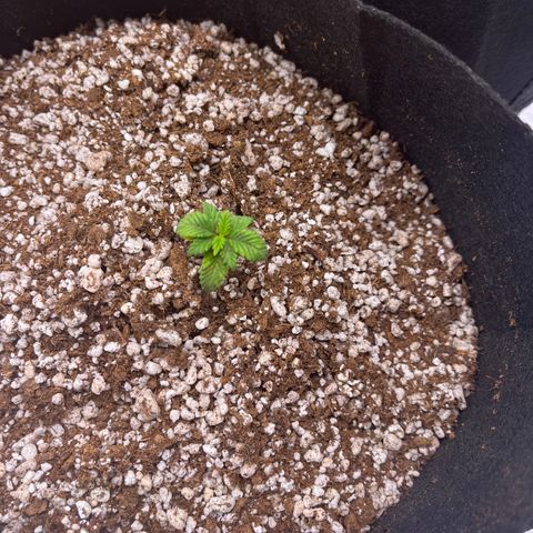 Gorilla Gold growlog timeline photo