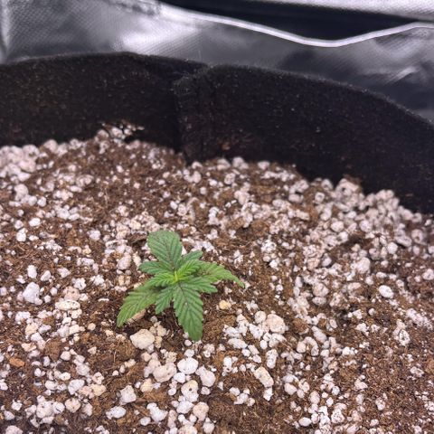 Gorilla Jack growlog timeline photo