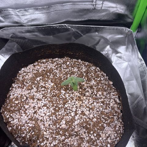 Durban Poison growlog photo: Primeira rega com nutrientes.