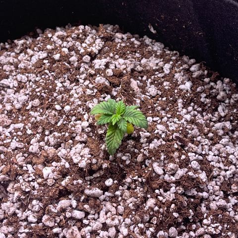 Gorilla Gold growlog timeline photo