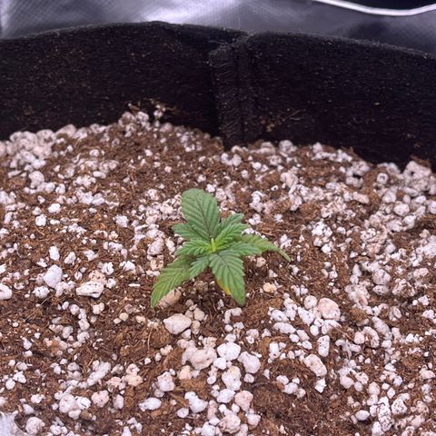 Gorilla Jack growlog timeline photo