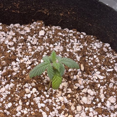 Durban Poison growlog timeline photo