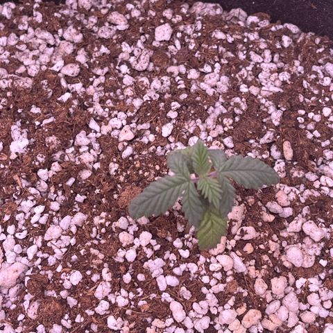 Durban Poison growlog timeline photo