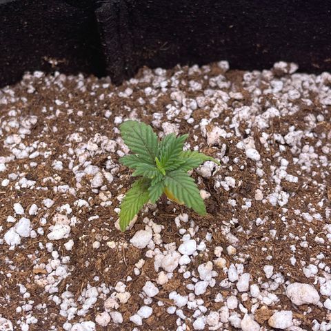 Gorilla Jack growlog timeline photo