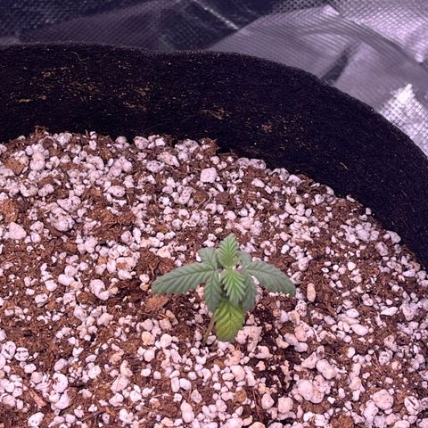 Durban Poison growlog timeline photo