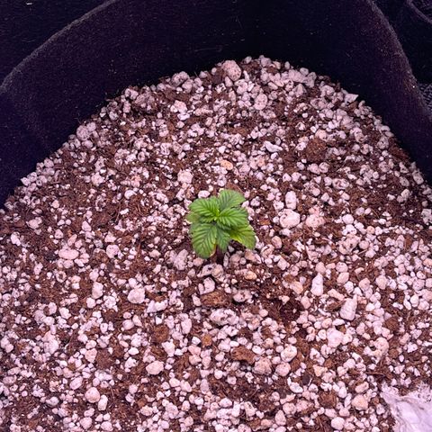 Gorilla Gold growlog timeline photo