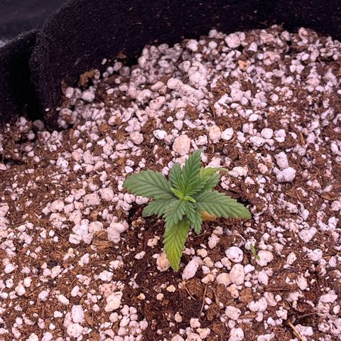 Gorilla Jack growlog timeline photo