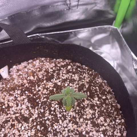 Durban Poison growlog timeline photo