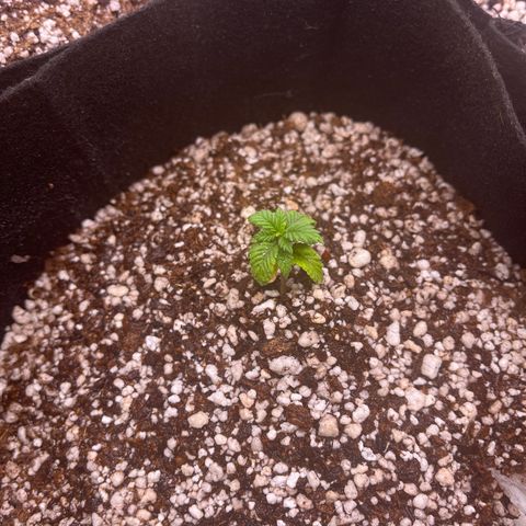 Gorilla Gold growlog timeline photo