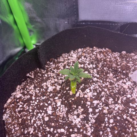 Gorilla Jack growlog timeline photo