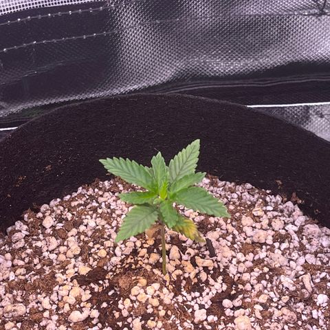 Durban Poison growlog timeline photo