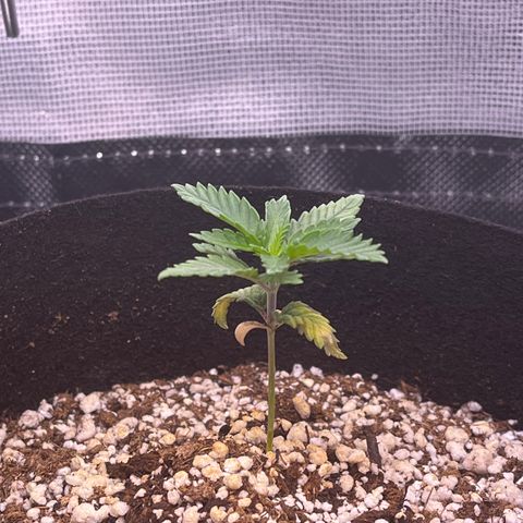 Durban Poison growlog timeline photo