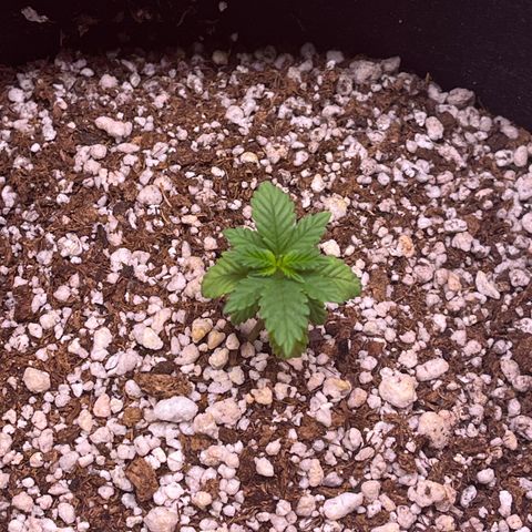 Gorilla Gold growlog timeline photo