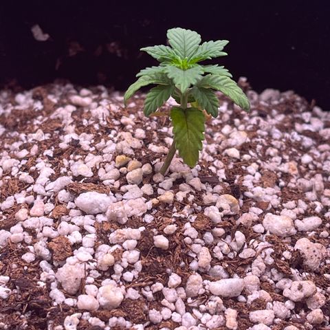 Gorilla Gold growlog timeline photo