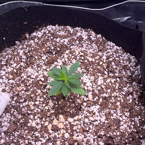 Gorilla Jack growlog timeline photo