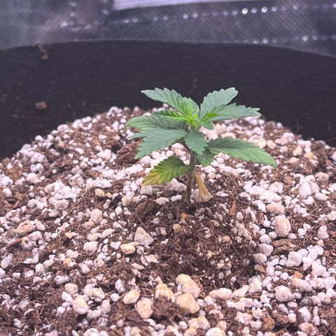 Gorilla Jack growlog timeline photo