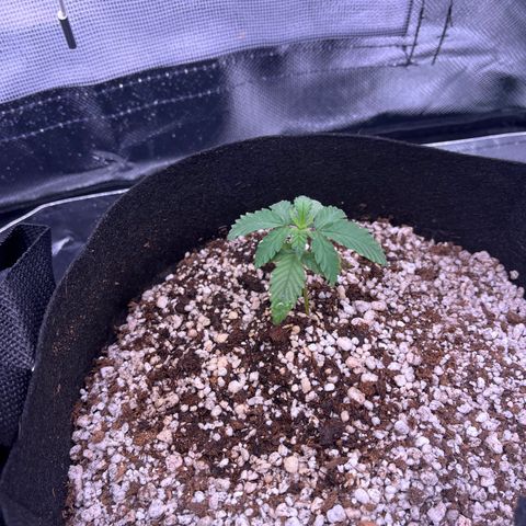 Durban Poison growlog timeline photo
