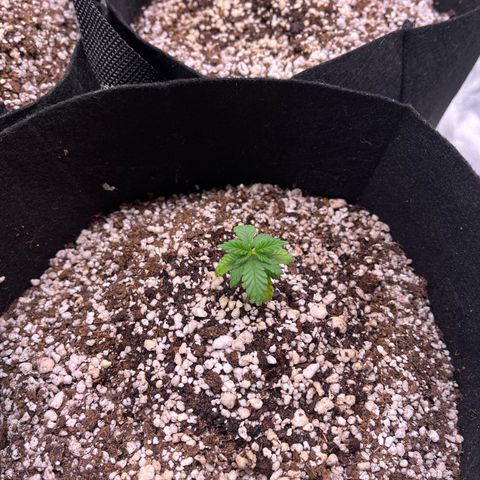 Gorilla Gold growlog timeline photo