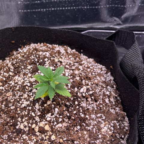 Gorilla Jack growlog timeline photo