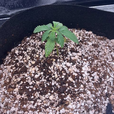 Durban Poison growlog timeline photo