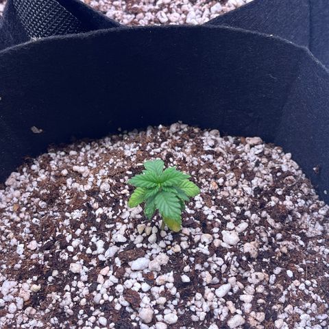 Gorilla Gold growlog timeline photo