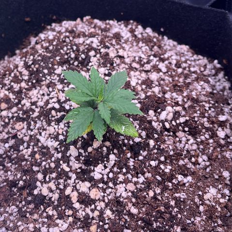 Gorilla Jack growlog timeline photo