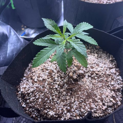 Durban Poison growlog timeline photo