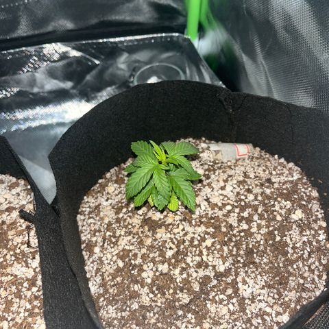 Gorilla Gold growlog timeline photo