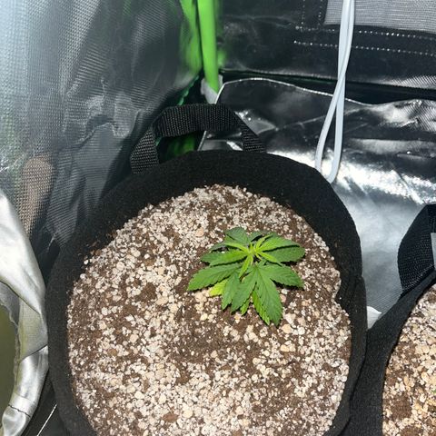 Gorilla Jack growlog timeline photo