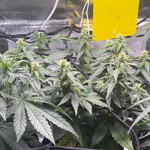 Gorilla Gold growlog timeline photo